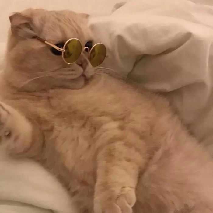 有哪些猫猫狗狗的情侣头像?