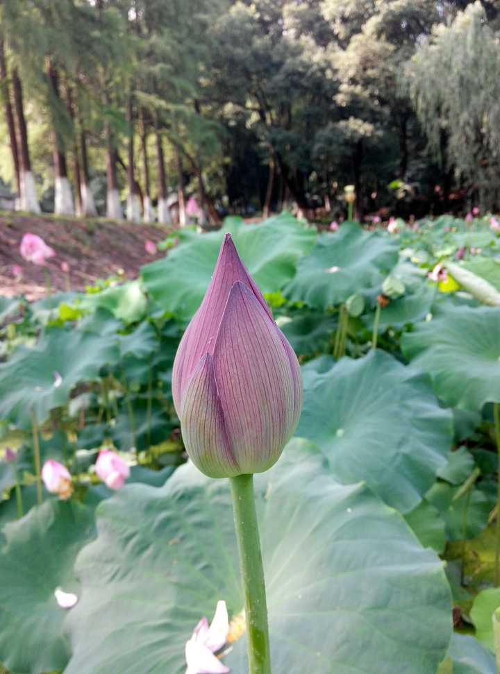 华中科技大学含苞欲放的荷花