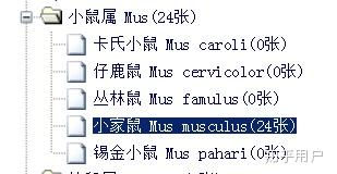 小鼠属 mus 小家鼠 mus musculus(linnaeus 1758)