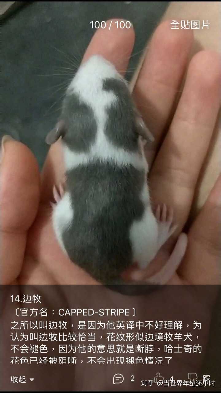 我买了一只花枝鼠我好害怕它怎么办?