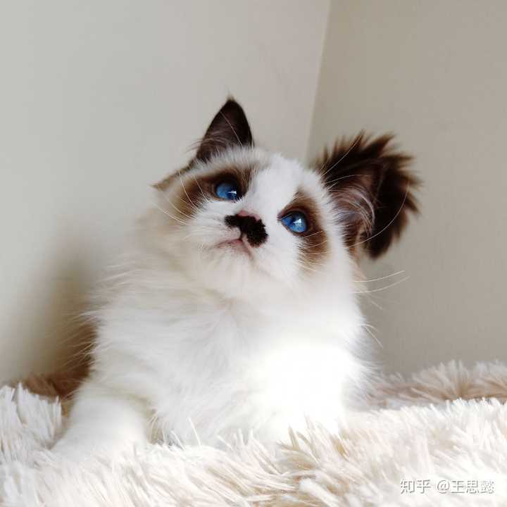 我家布偶猫失格严重吗?