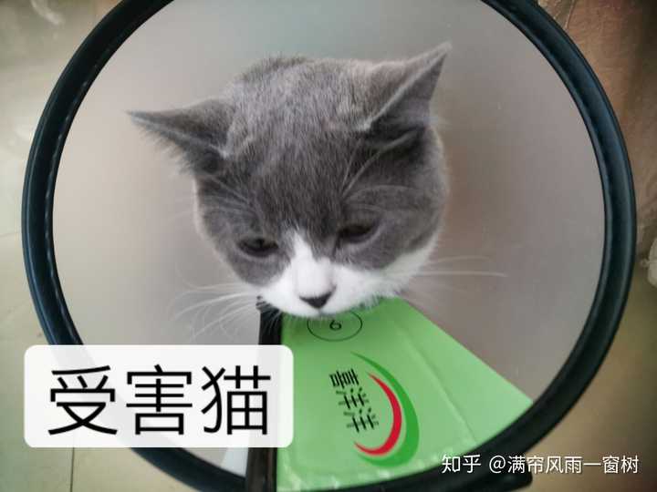 嘿嘿嘿嘿嘿 受害猫咪是公的!