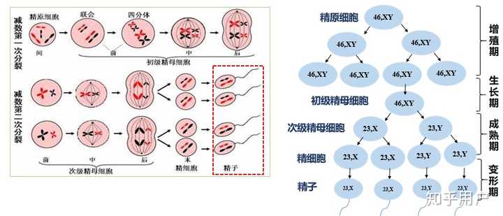 和卵子在发生过程中,在第一次减数分裂后的处于成熟期的两种细胞形态