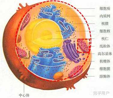 线粒体的遗传特点和规律与核基因不同,关于线粒体遗传您可以参考一下