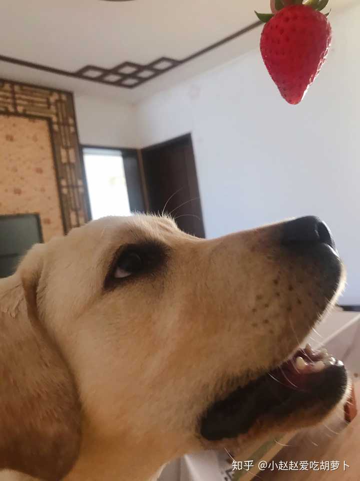 狗子都会馋嘴流口水吗?