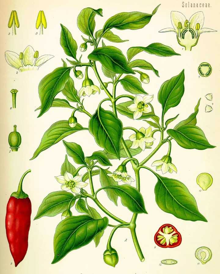 西方对辣椒及辣椒花的植物学研究