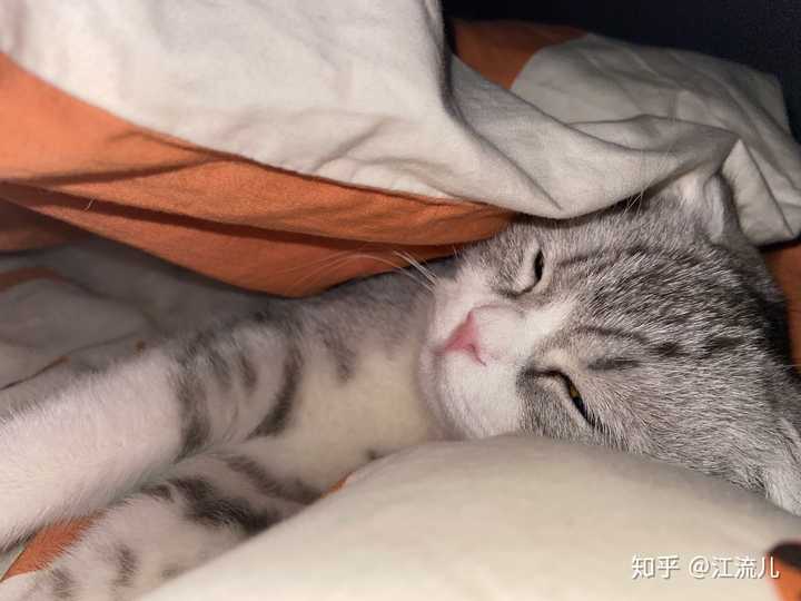 猫知道人在睡觉吗?