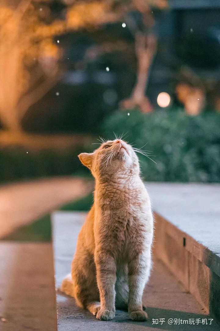 心情不好,可以给我发一些可爱的猫咪图片吗?
