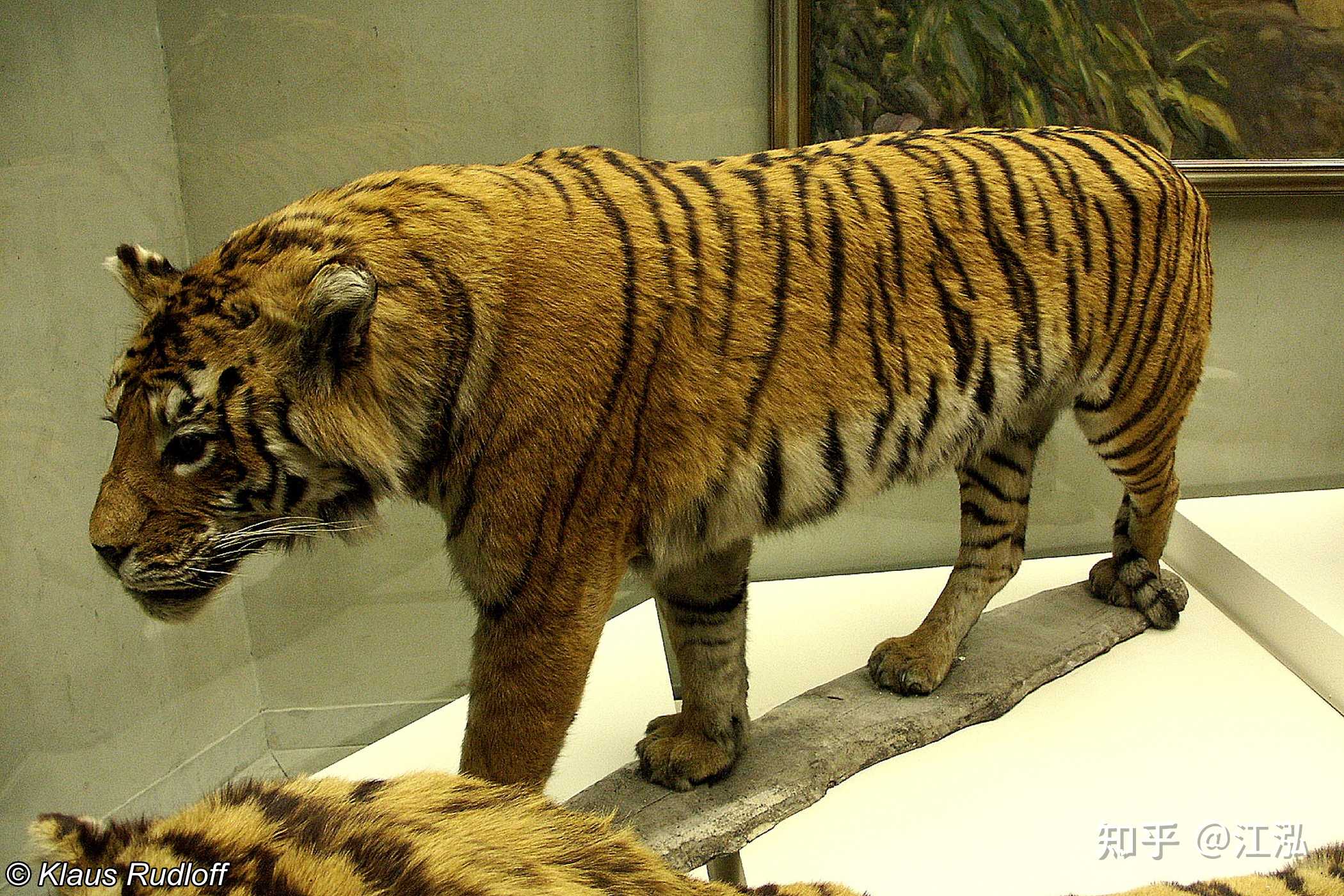 【全球老虎日】灭绝的里海虎(panthera tigris virgata)