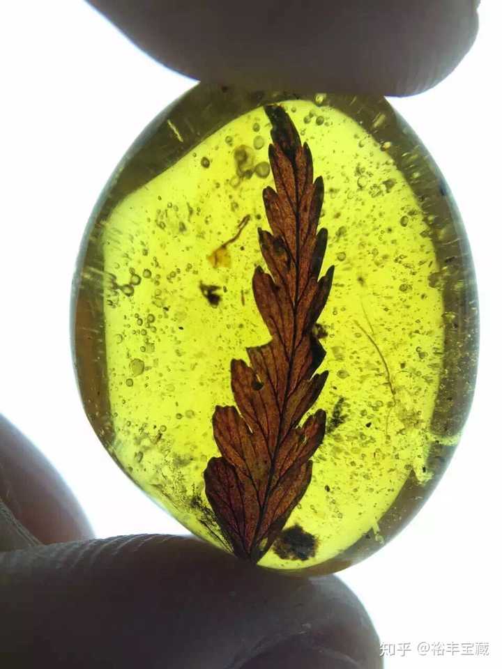 物象珀系里还有植物珀也极具收藏价值