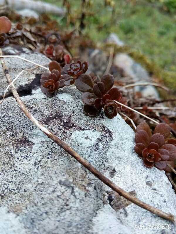 哪些山上有野生多肉