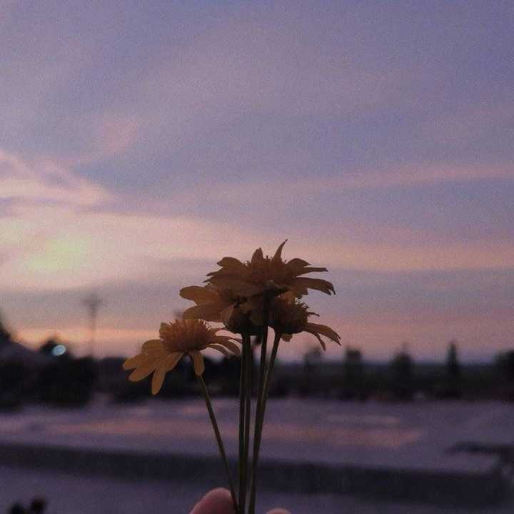 有什么好看的花的微信背景图?