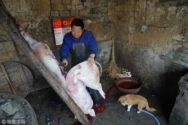 湖北黄冈乡下的猪肉屠宰场,落后的养殖条件让村民们无暇顾及宰杀之前