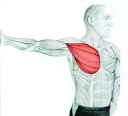 主要拉伸部位胸肌,次要部位三角肌和肱二头肌