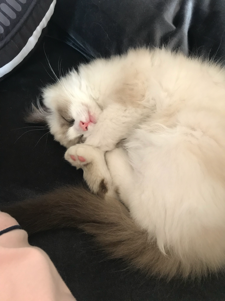 布偶猫睡姿是否很撩人?