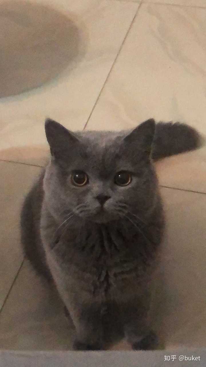 蓝猫的颜值可以有多高?