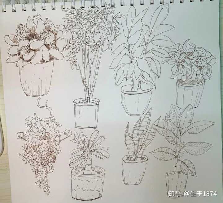 如何零基础学习植物科学绘画(botanical illustration