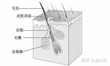 那是因为,我们毛囊 皮脂腺的开口闭合了.