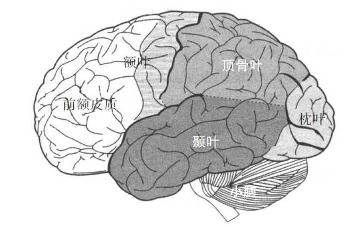 为什么有的人很聪明,大脑结构有什么不一样吗?