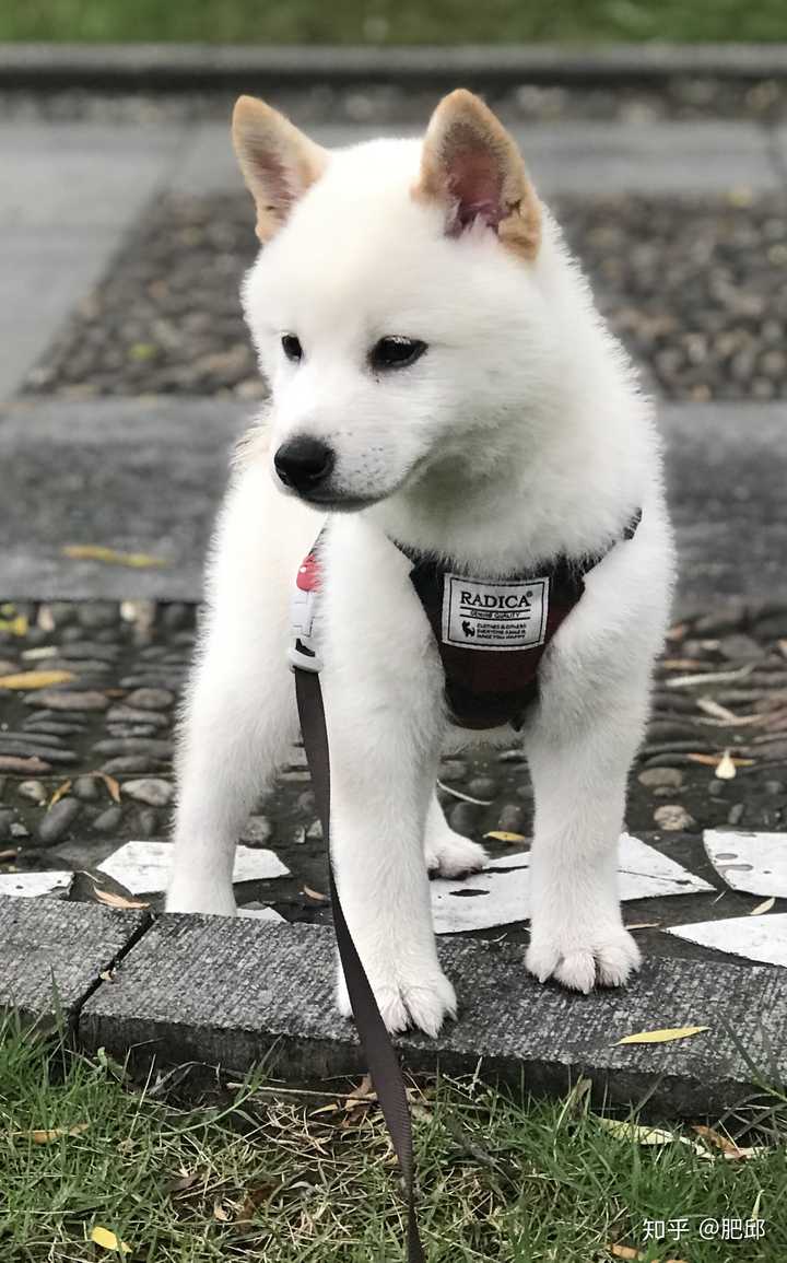 养柴犬是种怎样的体验?