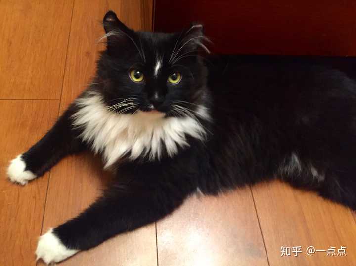 中华田园猫的颜值有多高?