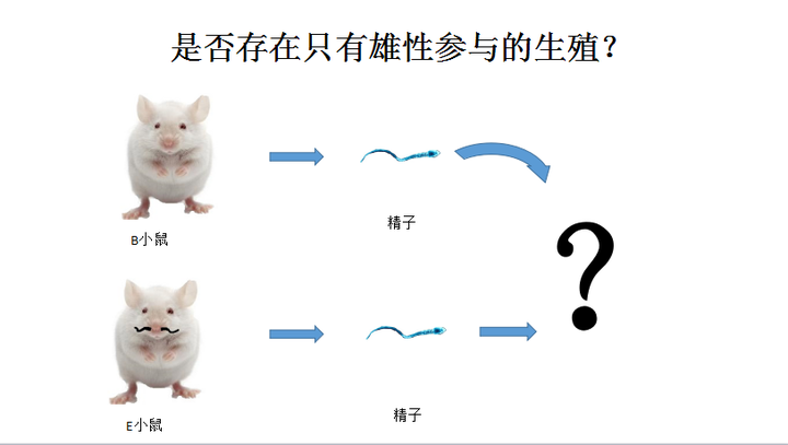 如果雌性动物可以实现同性生殖,那么这个技术可不可以用于雄性动物呢?