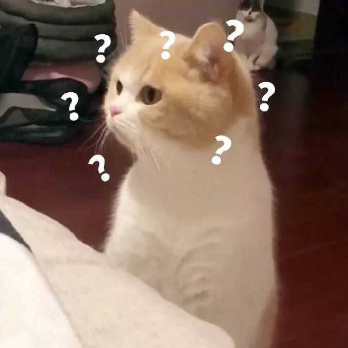 有哪些可爱到哭泣的猫咪图片或者表情包?