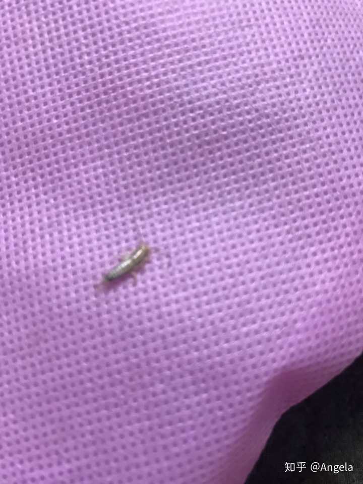 请问这是什么虫子?有什么危害?