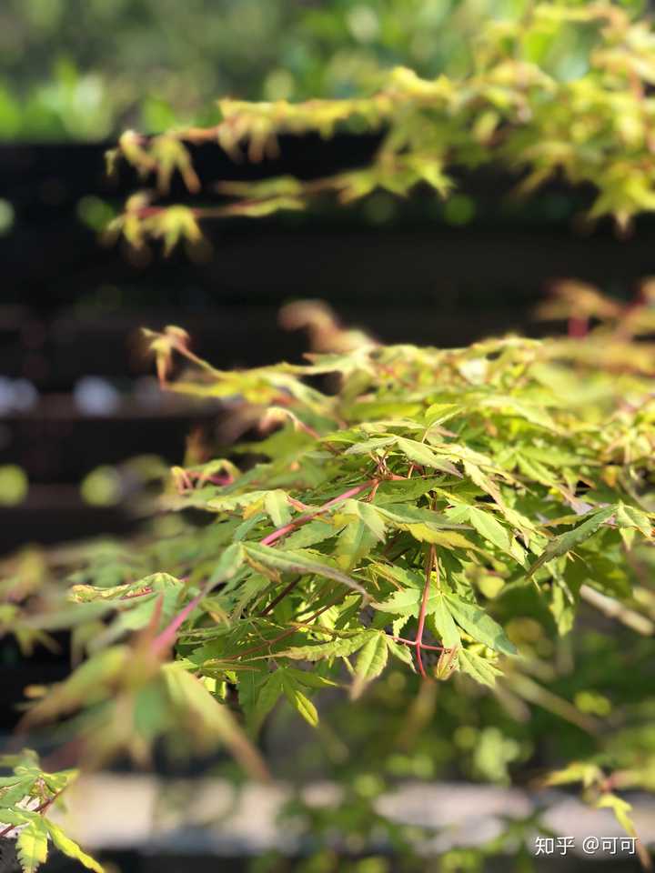 这两张都是我的槭树(也就是常说的枫树)卡苏,由春天初发芽的金红色转