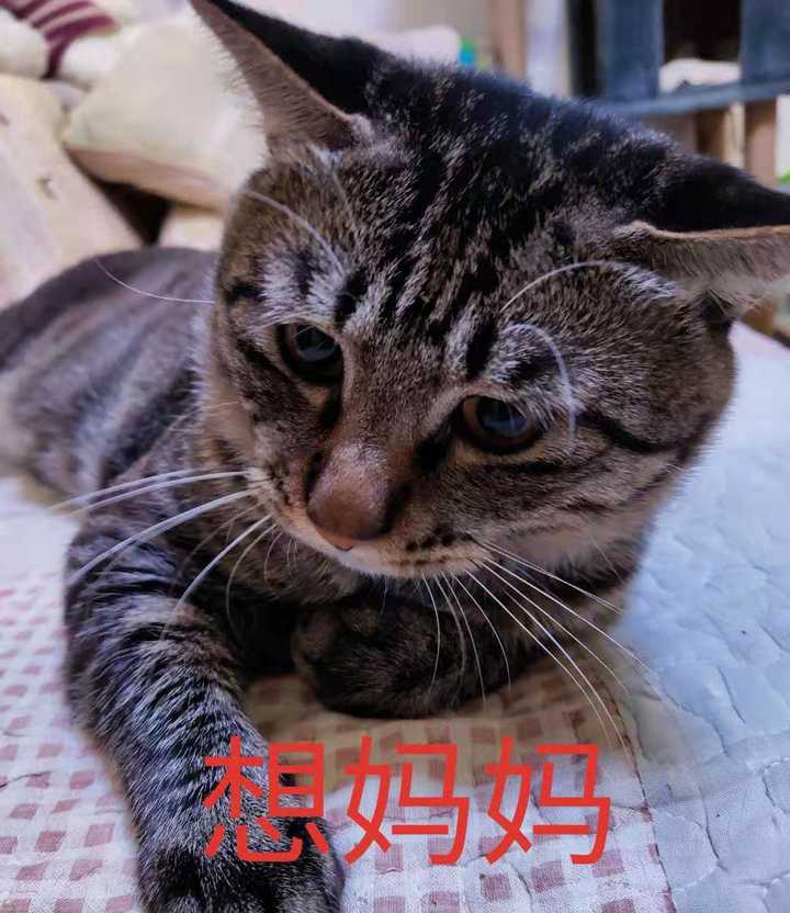 会可怜巴巴
