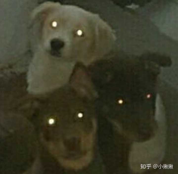 黑夜里,亮瞎了我的真·钛合金狗眼