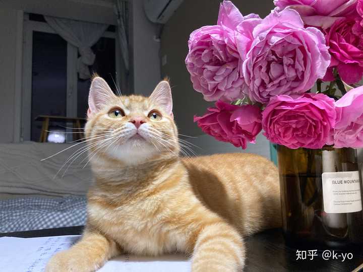 美短可以和橘猫配种么?