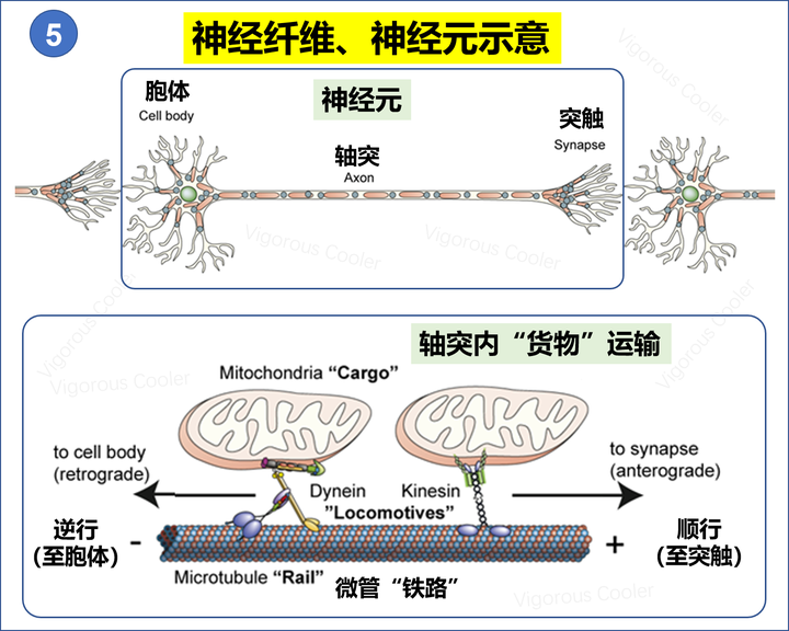 而胞体和突触之间这么长的距离有一条"高速公路",就是 微管蛋白,上