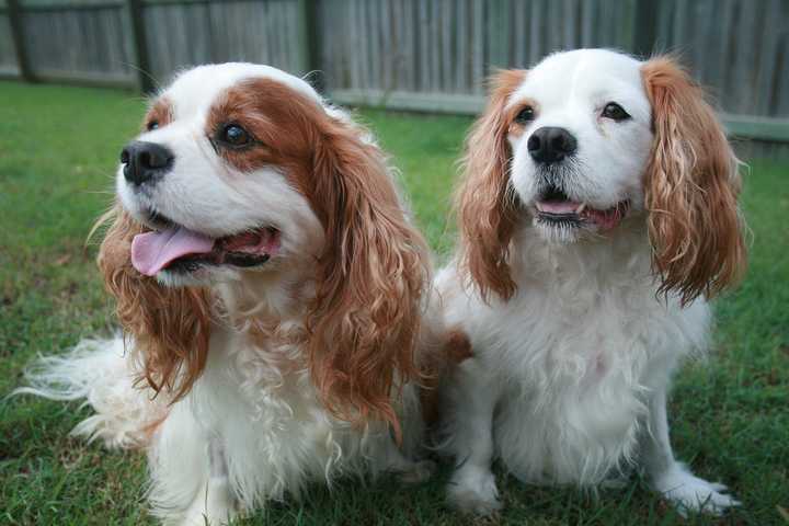 听说英国皇室特别喜欢这种犬?