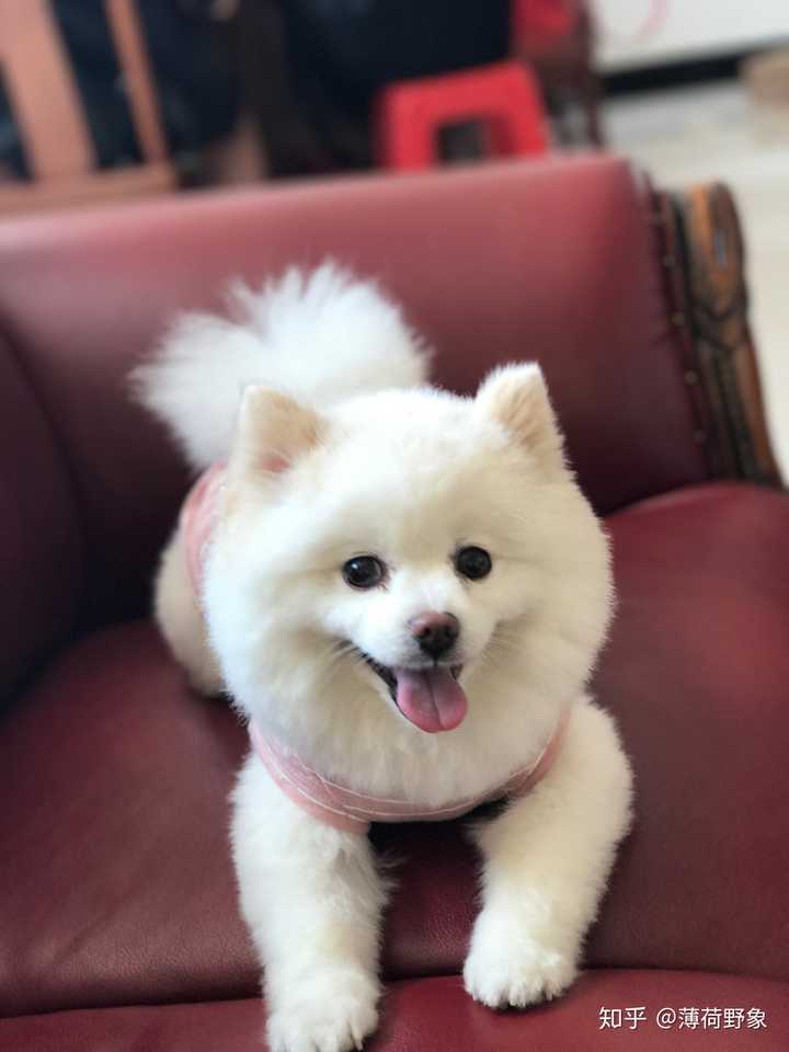养博美是种怎样的体验?