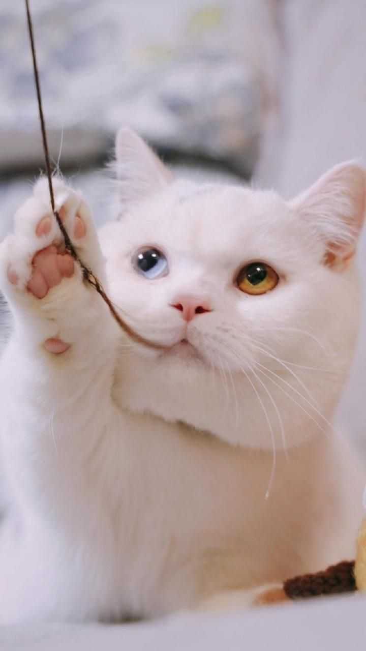 有没有带萌猫的高清壁纸?