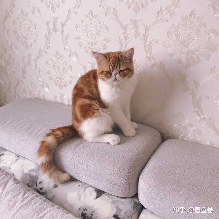 加菲猫尴尬期能有多丑