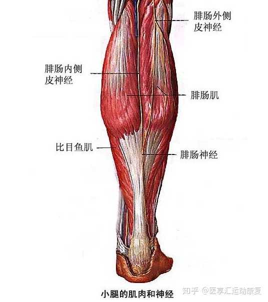 小腿肌肉拉伤和跟腱撕裂有什么区别?