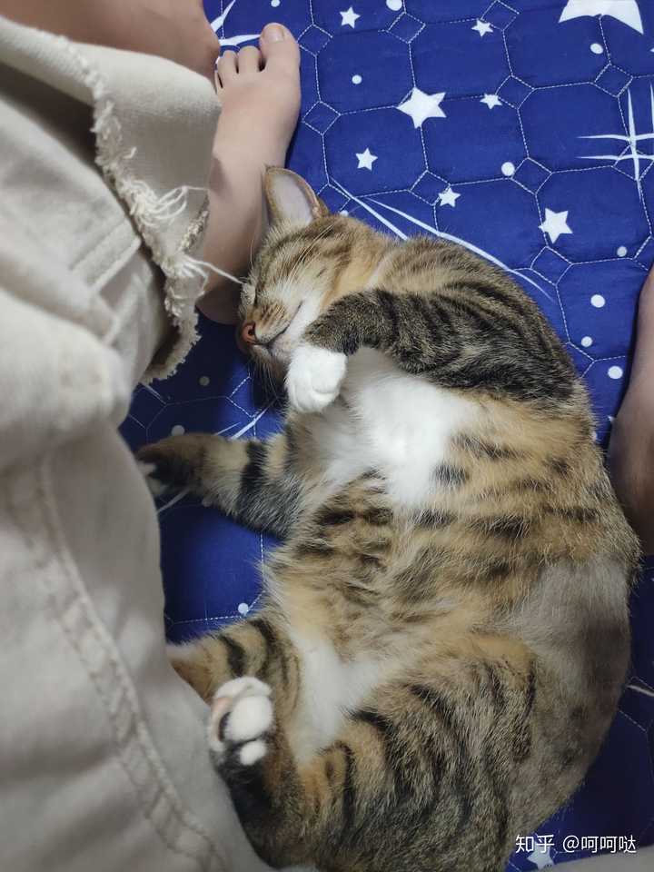 养狸花猫是什么样的体验?