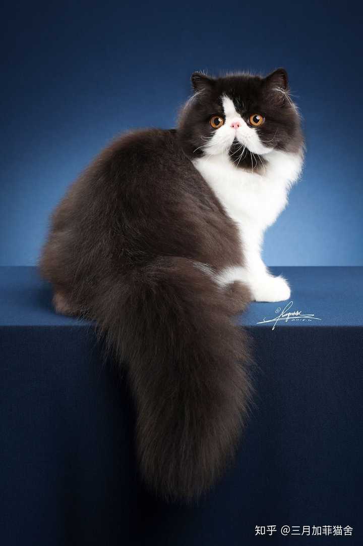 为什么我家加菲猫生的小猫那么丑啊?