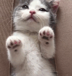 你们有没有珍藏着的猫咪表情包?