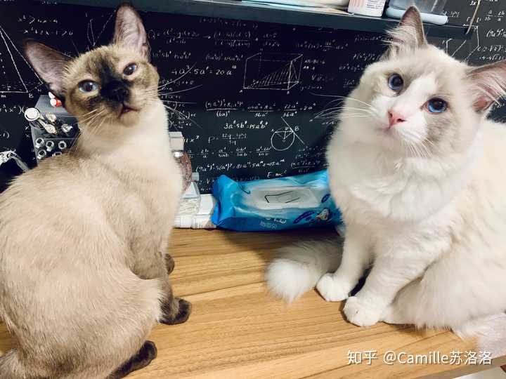 当然可以啊,我们家6只猫.一只布偶爸爸,一只暹罗妈妈.