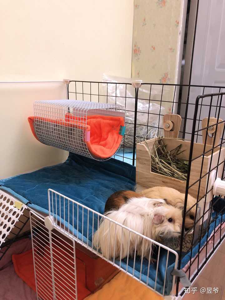 什么样的环境适合荷兰猪?