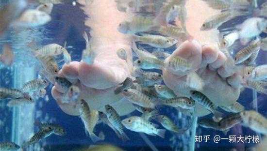 吃脚皮 .脚皮的鱼_(:_」∠)