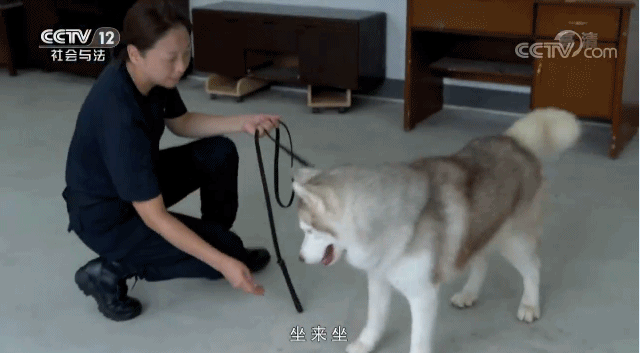 哈士奇体力和体型都很不错,为什么不能作为警犬?