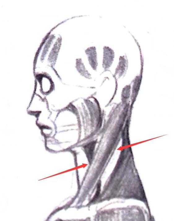 胸锁乳突肌——就像两根管子一样,从耳垂后方延伸至锁骨部位.