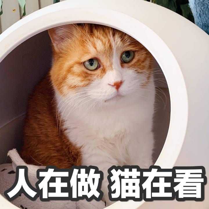 你们有没有珍藏着的猫咪表情包?
