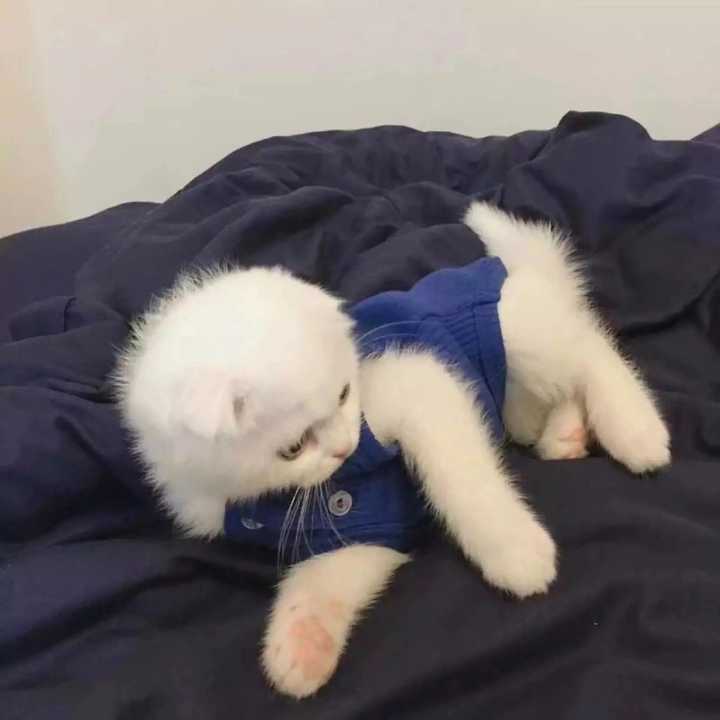 有哪些好看的适合女生的微信头像?