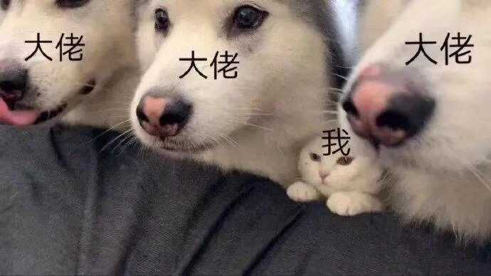 (狗头保命)