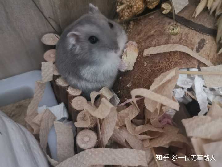 紫仓是很活跃的仓鼠吗?它们能长多大?